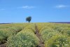 Helichrysum Essential Oil