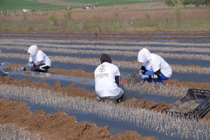 Νέο Φυτώριο Gresense 2019