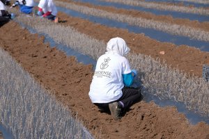 Νέο Φυτώριο Gresense 2019