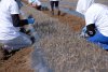 Plant Propagation Material 