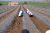 Plant Propagation Material
