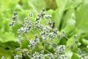 Oregano Essential Oil