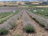 Aromatic plant harvesting 
