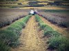 Aromatic plant harvesting 